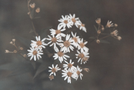 scan0014.tif